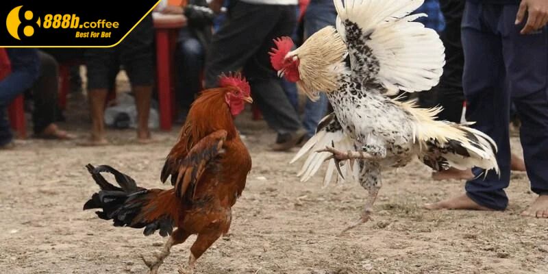 Đa dạng các giải đấu lớn lẫn lịch trình chi tiết