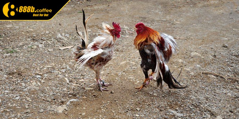 Tìm hiểu tổng quan về đá gà 4K 888B