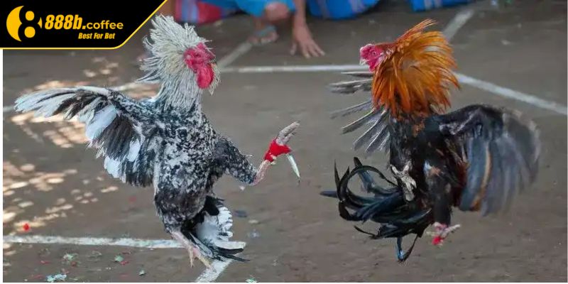Bí quyết chơi đá gà cựa dao tại 888B hiệu quả cho mọi kê thủ