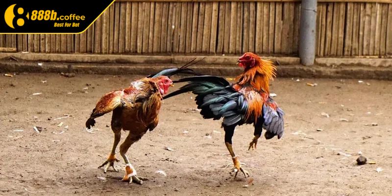 Quản lý ngân sách cược đá gà cựa dao hợp lý và thông minh