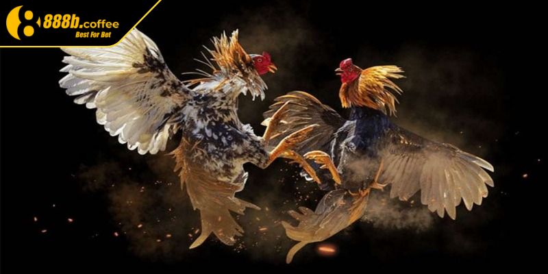 Tổng quát thông tin về đá gà cựa dao 888B