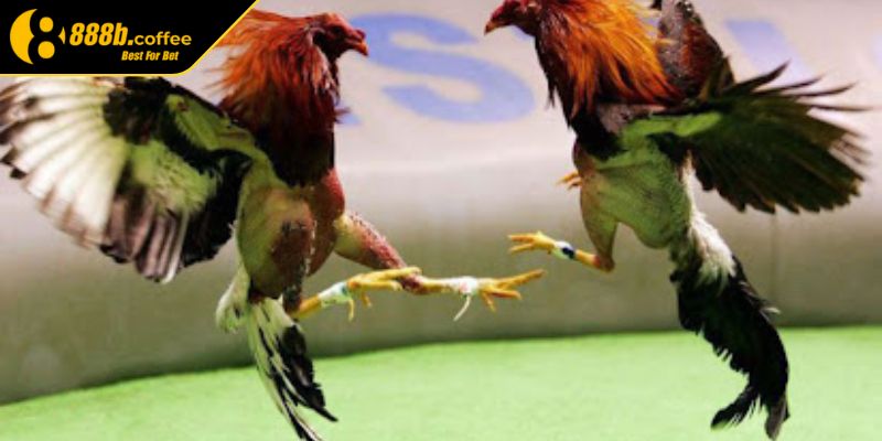 Sức hấp dẫn của loại hình đá gà cựa sắt 888B 