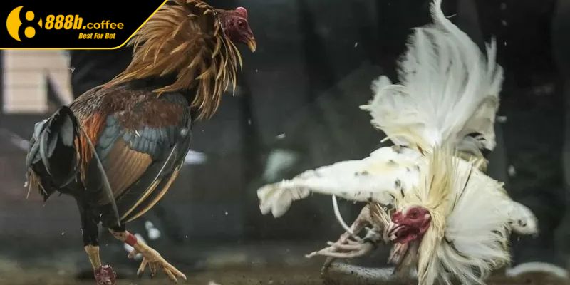 Tổng quan về hình thức đá gà online 888B 