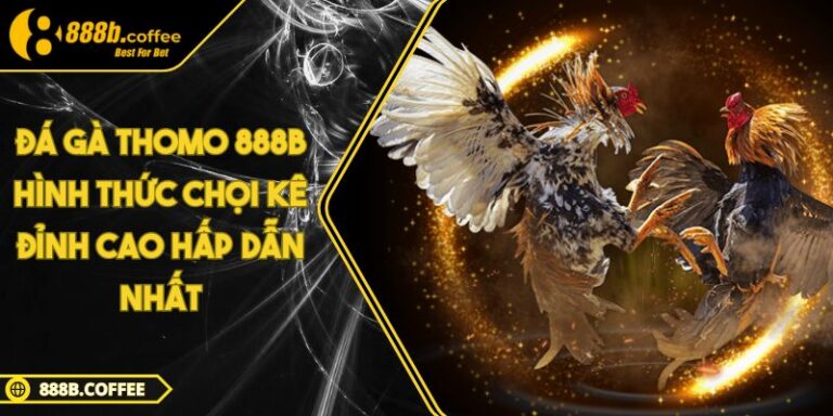 Đá Gà Thomo 888B Hình Thức Chọi Kê Đỉnh Cao Hấp Dẫn Nhất