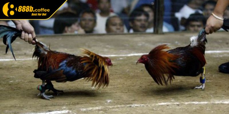 Đá gà cựa dao Thomo hấp dẫn trong mỗi trận đấu