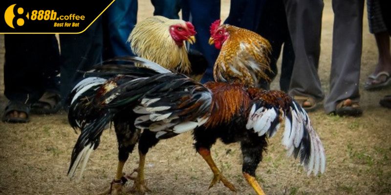 Hiểu rõ về các tỷ lệ cược đấu đá gà tre tại 888B
