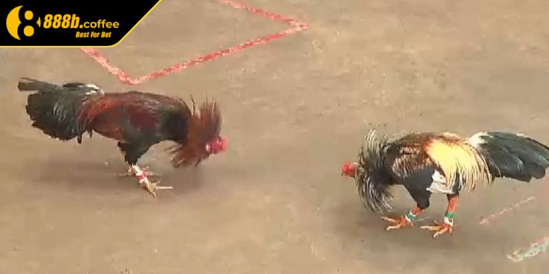 Tìm hiểu thành tích chiến kê trong đấu gà tre