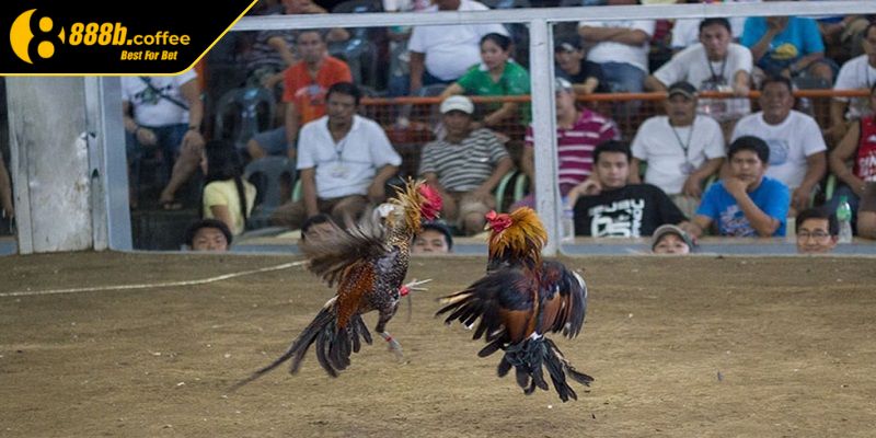 Bí quyết đặt cược đá gà trực tiếp tại 888B hiệu quả