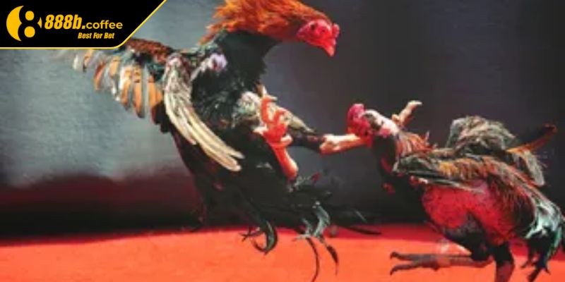 Chọn lựa kèo cược phù hợp trong đá gà trực tiếp tại website