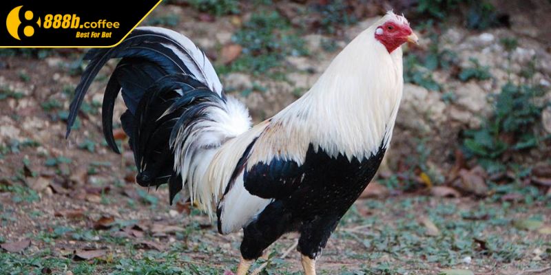 Khám phá việc chọn gà chọi qua màu lông 888B
