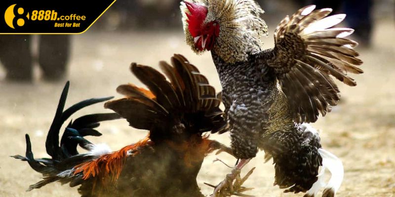 Chọn gà chọi qua màu lông 888B - Màu xám