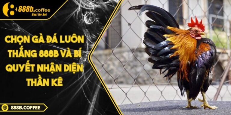 Chọn gà đá luôn thắng 888B