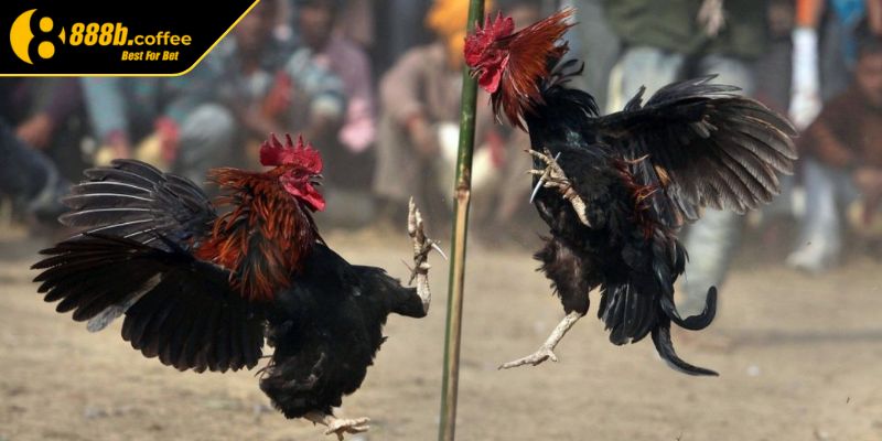 Kinh nghiệm chọn chiến kê đá luôn thắng 888B từ cao thủ