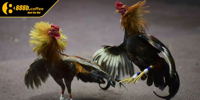 Chọn gà đá luôn thắng 888B qua màu lông và ngũ hành
