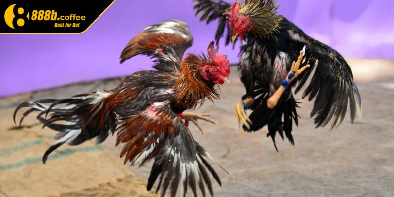 Chọn gà đá luôn thắng 888B là yếu tố quan trọng

