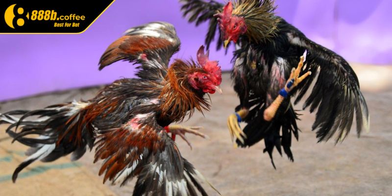 Lối gà chọi hay nhất 888B - Đá mé