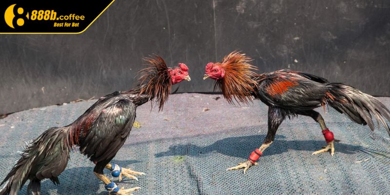 Kinh nghiệm khai thác lối gà chọi hay nhất 888B
