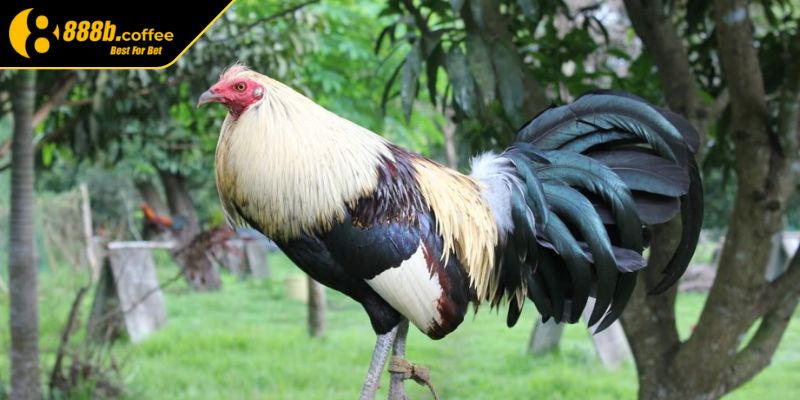 Bí quyết chọn chiến kê nổi bật của Mít Trà Cú