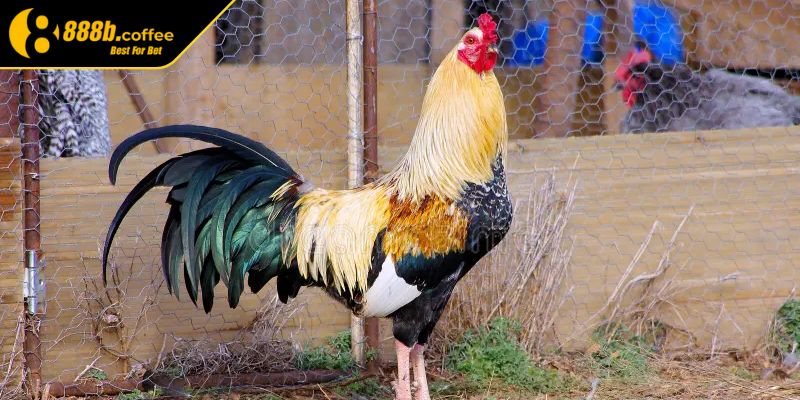 Sở hữu nhiều thần kê
