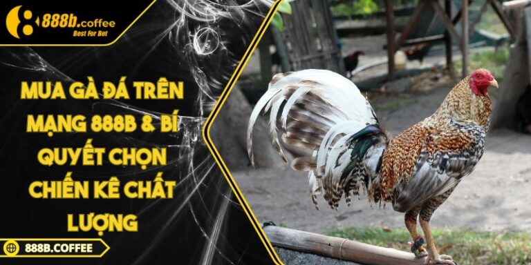 Mua gà đá trên mạng 888B