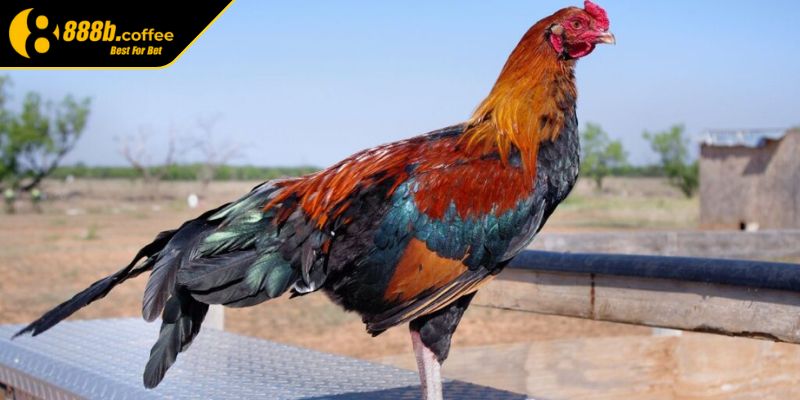 Những lưu ý quan trọng khi mua gà đá trên mạng 888B
