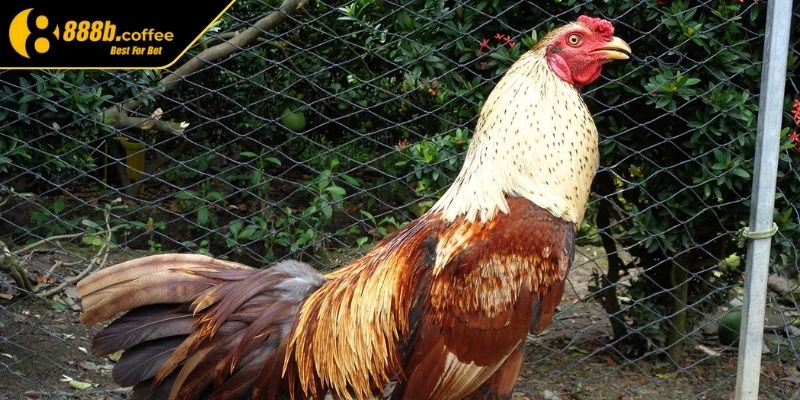 Giống loài danh tiếng
