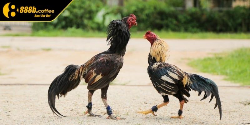 Kinh nghiệm chọn chiến kê giỏi tại trại gà Phúc Bình Dương